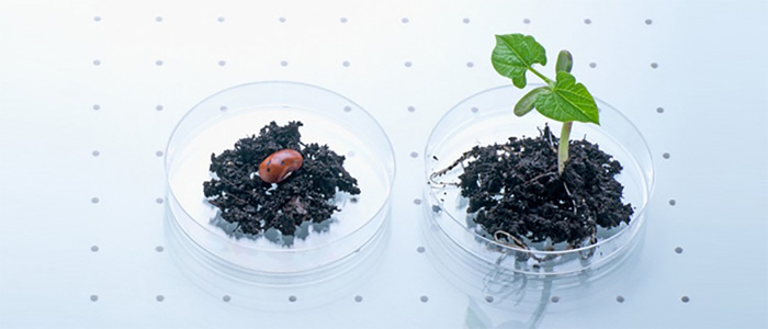 植物提取分離技術平臺